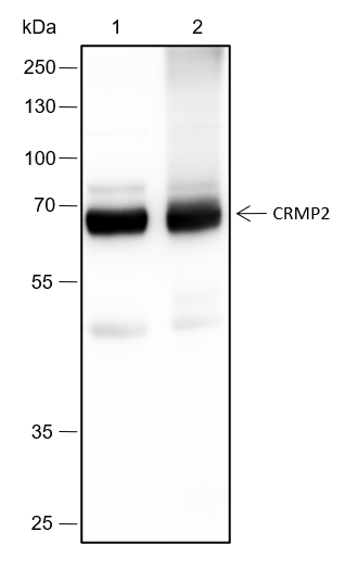 Anti-CRMP2 Rabbit mAb