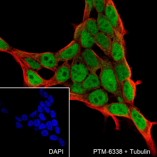 Anti-p60 CAF1 / MPP7 Rabbit mAb