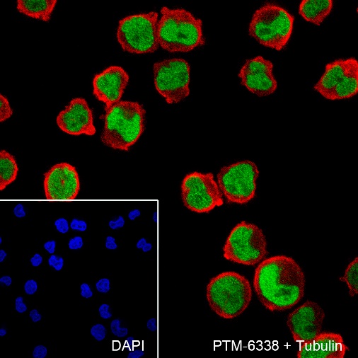 Anti-p60 CAF1 / MPP7 Rabbit mAb