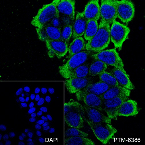 Anti-MUC13 Rabbit mAb