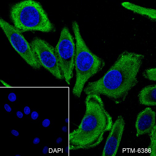 Anti-MUC13 Rabbit mAb