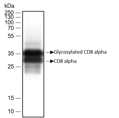 Anti-CD8 alpha Rabbit mAb