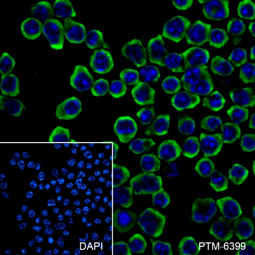 Anti-CD8 alpha Rabbit mAb