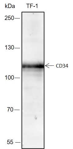 Anti-CD34 Rabbit mAb