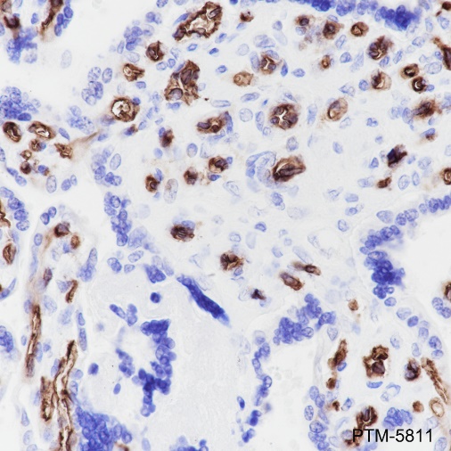 Anti-CD34 Rabbit mAb