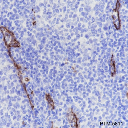 Anti-CD34 Rabbit mAb