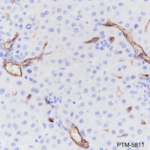 Anti-CD34 Rabbit mAb