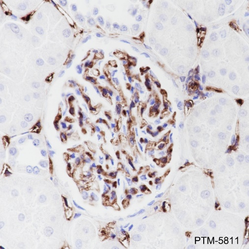 Anti-CD34 Rabbit mAb