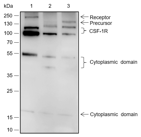 Anti-CSF-1R Rabbit mAb