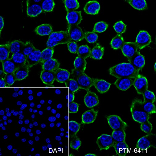 Anti-CSF-1R Rabbit mAb