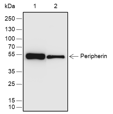 Anti-Peripherin Rabbit pAb