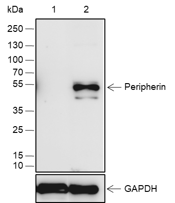 Anti-Peripherin Rabbit pAb