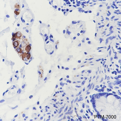 Anti-Peripherin Rabbit pAb