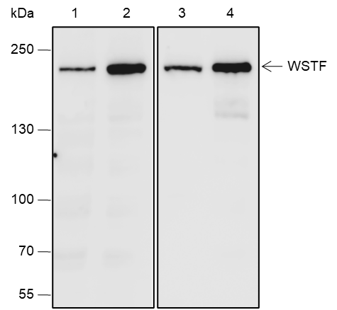 Anti-WSTF Rabbit mAb