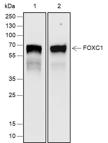 Anti-FOXC1 Rabbit mAb