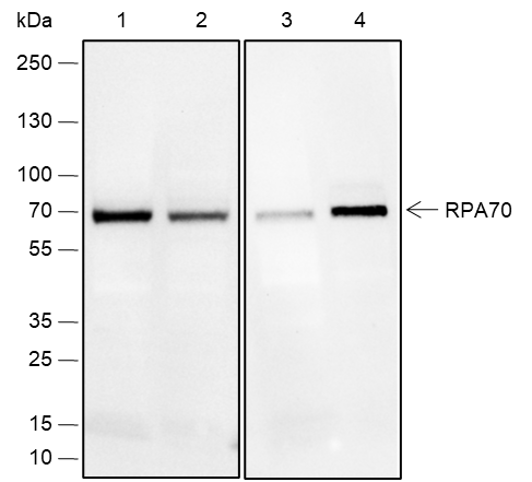 Anti-RPA70 Rabbit mAb