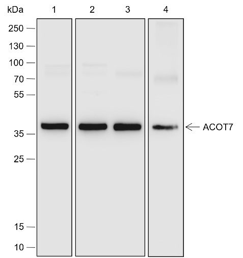 Anti-ACOT7 Rabbit pAb