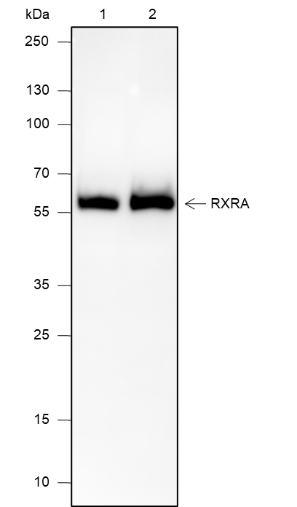 Anti-RXRA Rabbit mAb