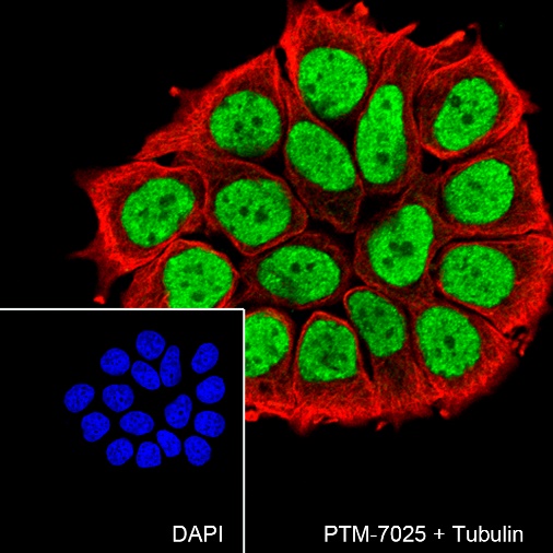 Anti-RXRA Rabbit mAb