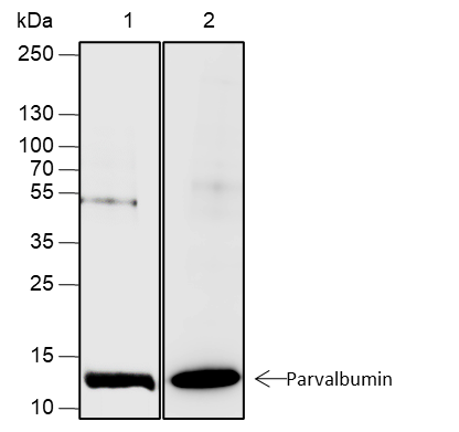 Anti-Parvalbumin Rabbit mAb