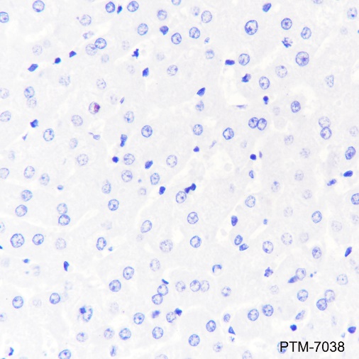 Anti-Parvalbumin Rabbit mAb