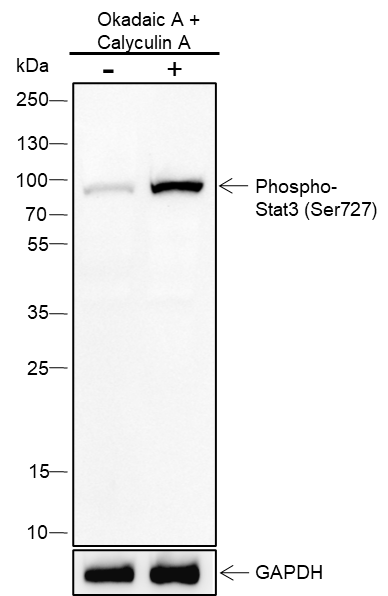 Anti-Phospho-STAT3 (Ser727) Rabbit mAb