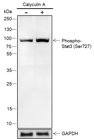 Anti-Phospho-STAT3 (Ser727) Rabbit mAb
