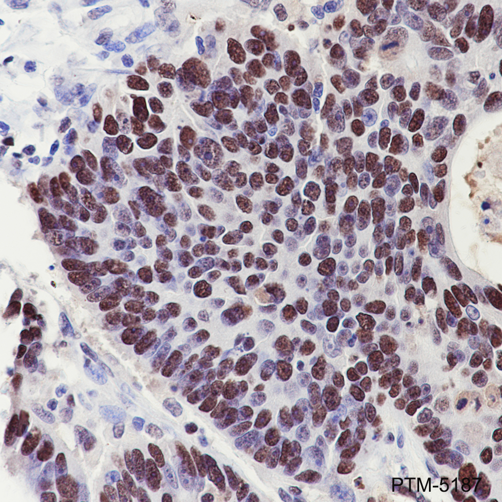 Anti-PCNA Mouse mAb