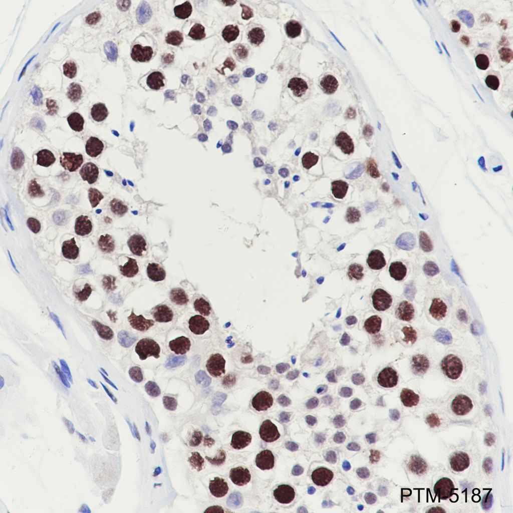 Anti-PCNA Mouse mAb