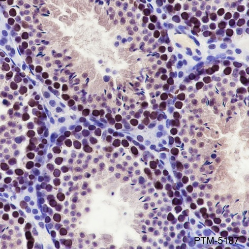 Anti-PCNA Mouse mAb