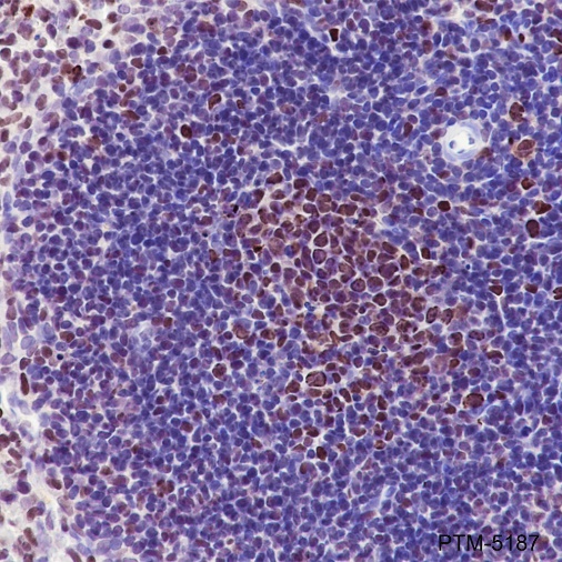 Anti-PCNA Mouse mAb