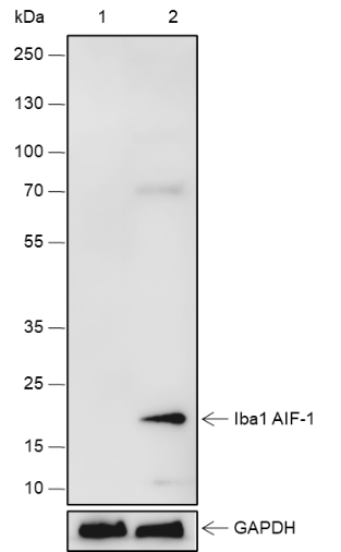 Anti-Iba1/AIF-1 Rabbit mAb