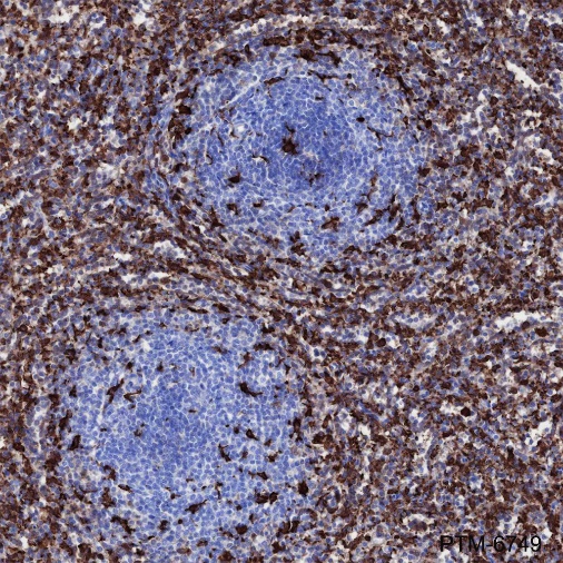 Anti-Iba1/AIF-1 Rabbit mAb