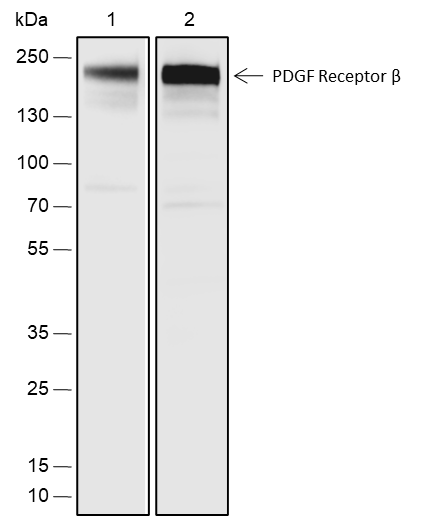 Anti-PDGFR beta Rabbit pAb