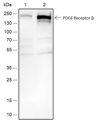 Anti-PDGFR beta Rabbit pAb