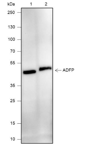 Anti-Perilipin-2 Rabbit mAb