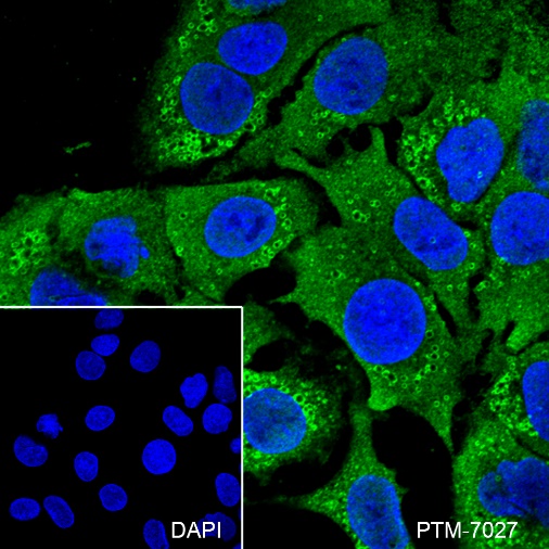 Anti-Perilipin-2 Rabbit mAb