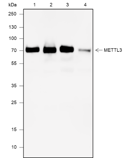 Anti-METTL3 Mouse mAb