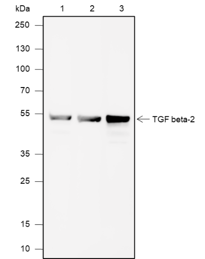 Anti-TGF beta 2 Mouse mAb