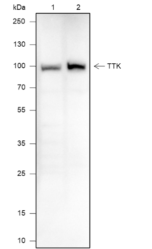 Anti-TTK Mouse mAb