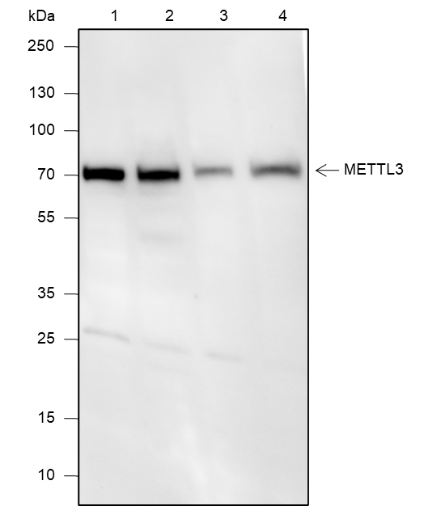 Anti-METTL3 Rabbit mAb
