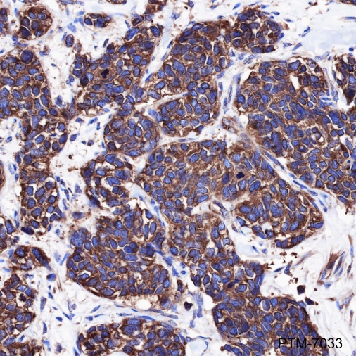 Anti-eIF4G1 Rabbit mAb