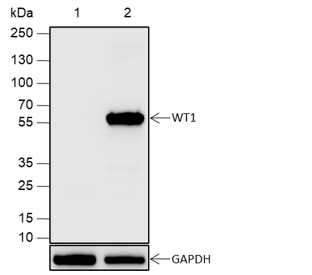 Anti-WT1 Rabbit pAb