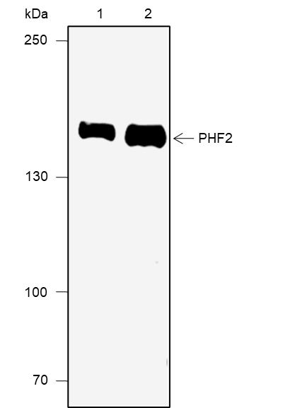 Anti-PHF2 Rabbit mAb