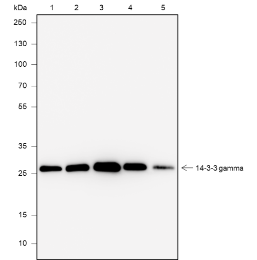 Anti-14-3-3 gamma Rabbit mAb