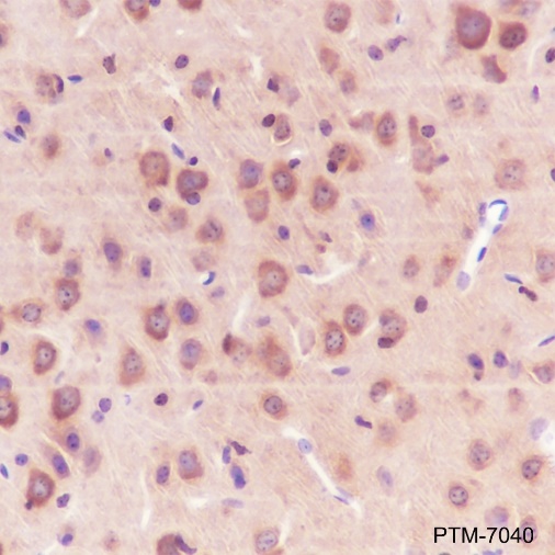 Anti-14-3-3 gamma Rabbit mAb