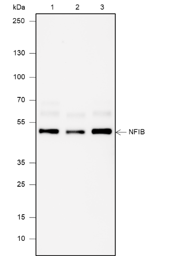 Anti-NFIB Rabbit mAb