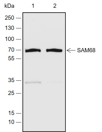 Anti-SAM68 Rabbit pAb