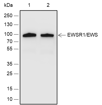 Anti-EWSR1/EWS Rabbit pAb