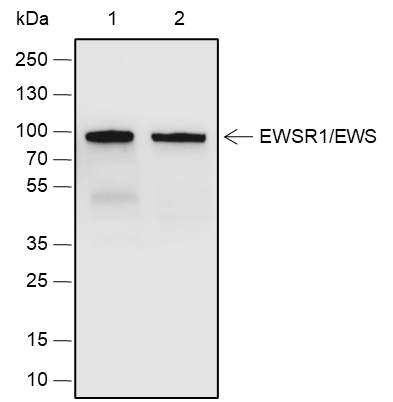 Anti-EWSR1/EWS Rabbit pAb